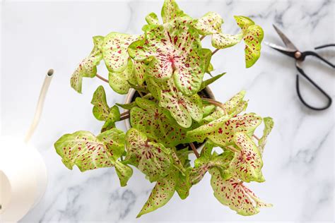 Caladium: Plant Care & Growing Guide