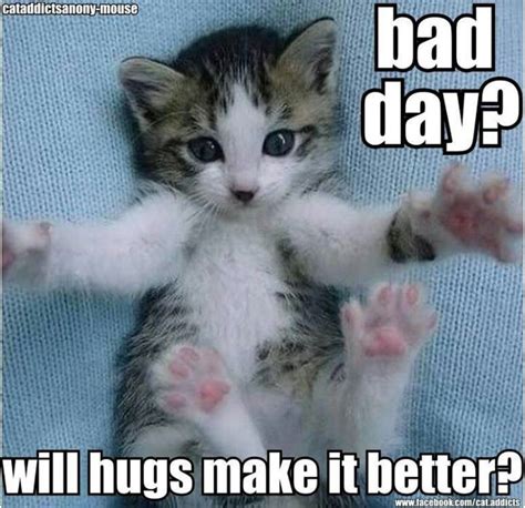 21 Adorable Cats Who Just Want A Hug | Kittens cutest, Funny cat memes, Cute cats and kittens