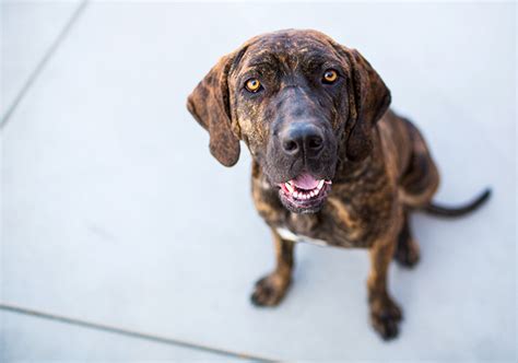 Plott Hound - Temperament, Lifespan, Shedding, Puppy