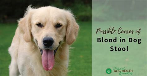 Giardia Symptoms In Dogs Blood Stool | Bruin Blog