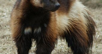 Global Warming Impacts on Wolverines' Dietary Habits