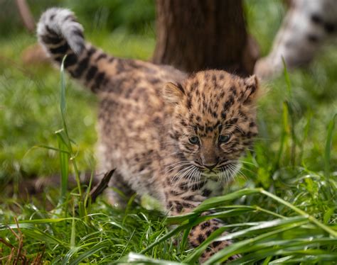 Amur Leopard cub - ZooChat