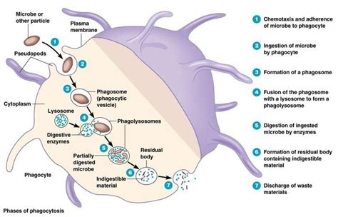 Pin by Katie Villa on Biology | Science biology, Human anatomy and physiology, Medical ...