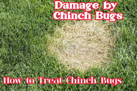 Best Chinch Bug Killer St Augustine Grass - Get Grass Info