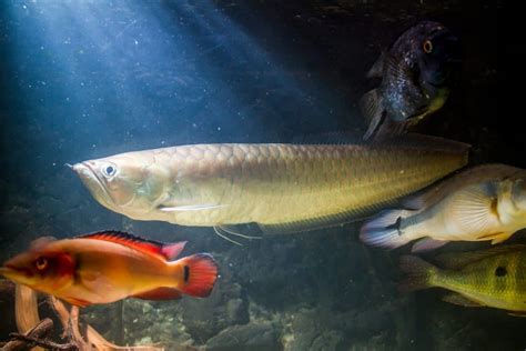 Arowana Fish | Ultimate Guide to Arowana Types & Price - Fish Laboratory