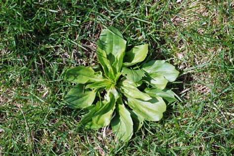 Spotlight on Weeds: Broadleaf plantain (Plantago major)