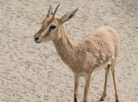 Chinkara - Indian Gazelle | The Chinkara is a species of gaz… | Flickr