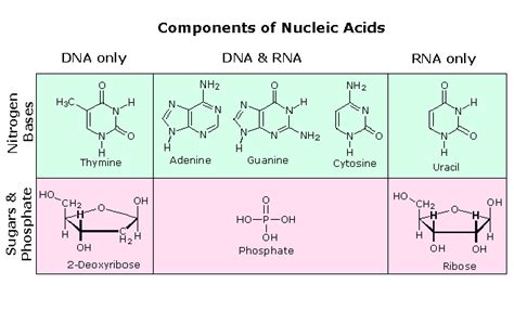 Nucleic Acids - Chemistry LibreTexts