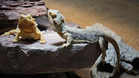 Bearded Dragon Morphs, Colors And Patterns (Pictures Included For Download)