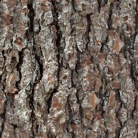 Pine Bark Patterns | Texture images, Trees to plant, Pattern