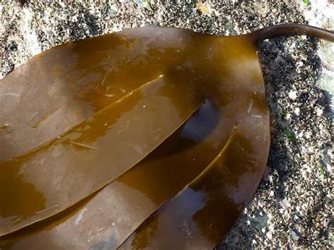 Laminaria digitata | Seaweed | Pinterest