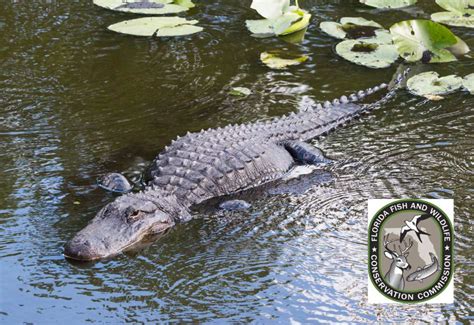 FWC's Guide to Harmony: Living Safely with Alligators in Florida