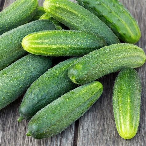 Cucumber – Marketmore – Propagation Place