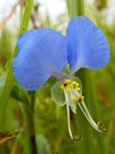 The True Blue Asiatic Dayflower - The New York Times