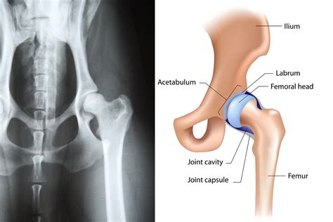 Hip dysplasia — Elwood vet