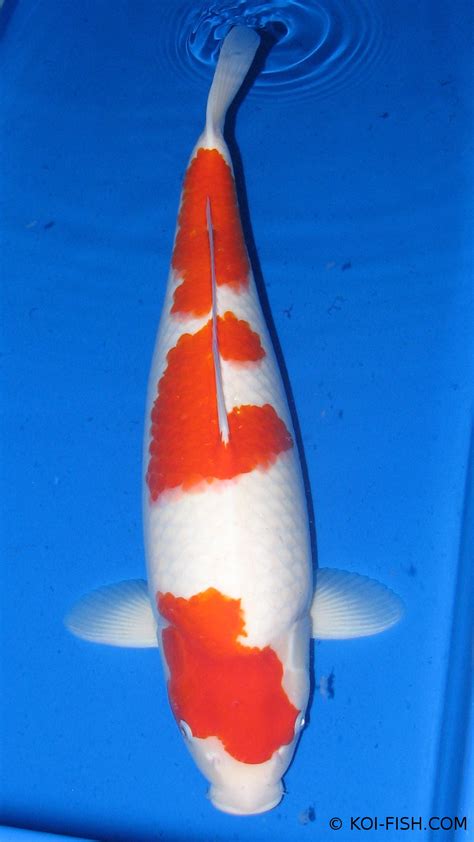 Kohaku Koi | Koi Fish Information