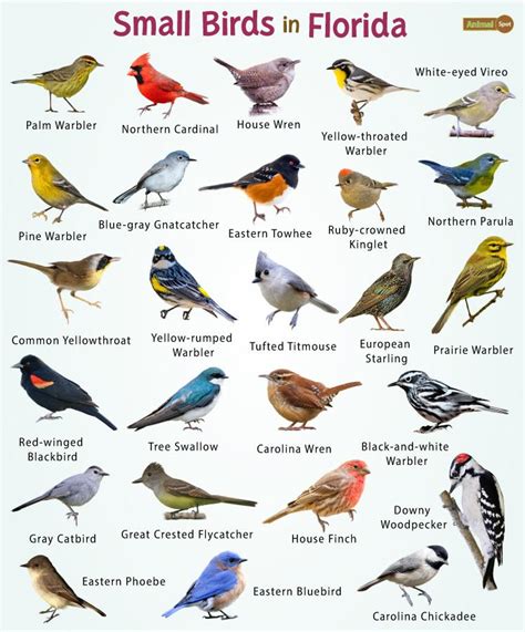 26 Small Birds in Florida – List, and Pictures