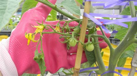 Green Roof Growers: First Rooftop Tomatoes Emerge: Stupice