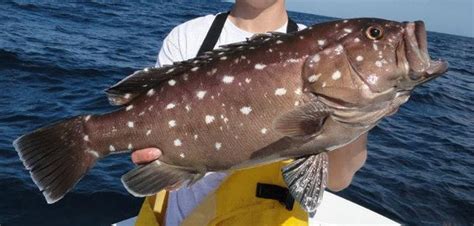 Snowy Grouper: Fresh-Caught in the Keys and Shipped Overnight