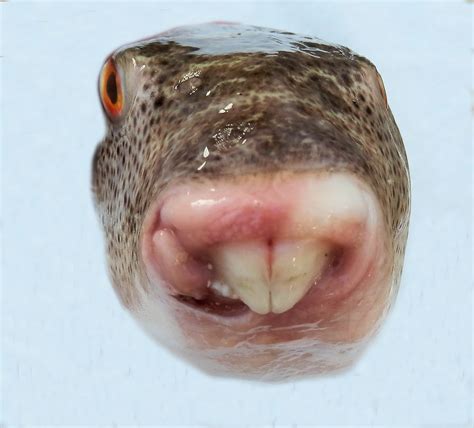 Puffer Fish Teeth