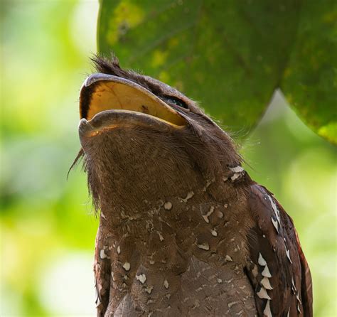 Meet the Frogmouth, One of Nature’s Most Elusive and Fascinating Birds