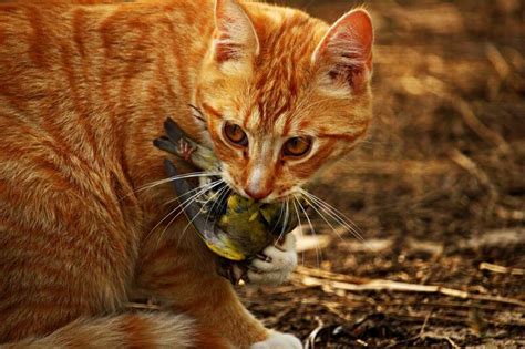 Australia's Feral Cat Problem | Wildlife - Issues - PETA Australia