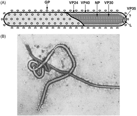 Filoviridae | Veterian Key