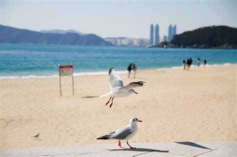 Haeundae Beach, Things to Do & How to Go Guide | KoreaToDo