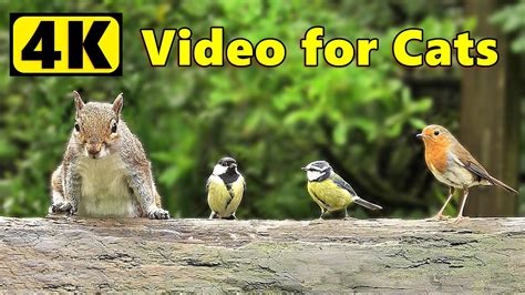 Cat TV 4K ~ Birds and Squirrels ⭐ Happy New Year ⭐ - YouTube