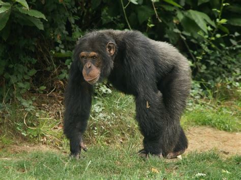 Western chimpanzees: one of the closest living relatives of humans | One Earth