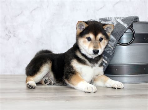 Shiba Inu-DOG-Male-Black / Tan-2596002-Petland Lewis Center