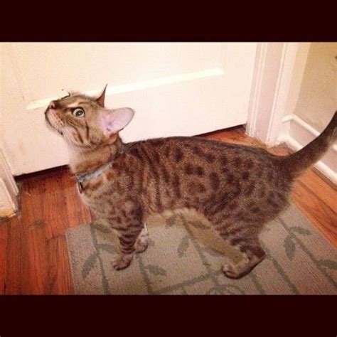 Bengal Cats For Adoption In Iowa - Cats Family