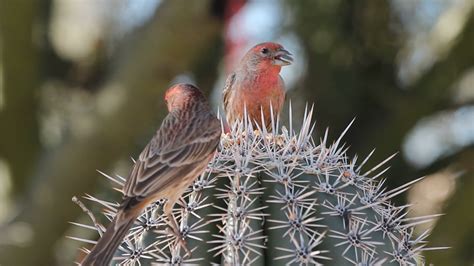 Galapagos finch, adaptive radiation, and evolution | Britannica