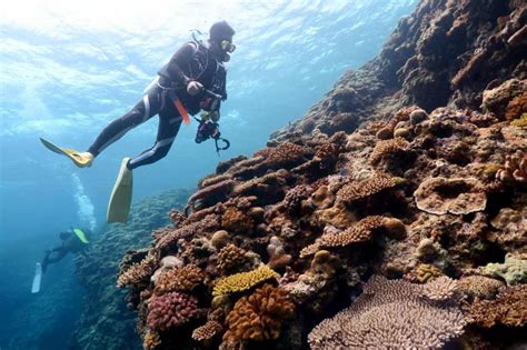 Scuba diving in Okinawa: a first-timer guide - World Adventure Divers