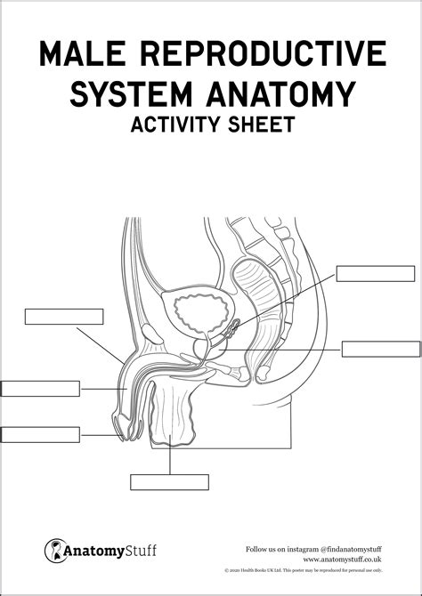 Male Reproductive System Anatomy Activity Sheet PDF