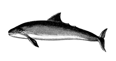 Why Is the Vaquita Going Extinct? The Most Endangered Marine Mammal