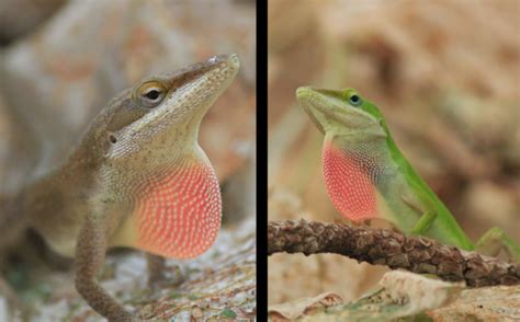 Green anole lizards are evolving before our eyes | Science | AAAS