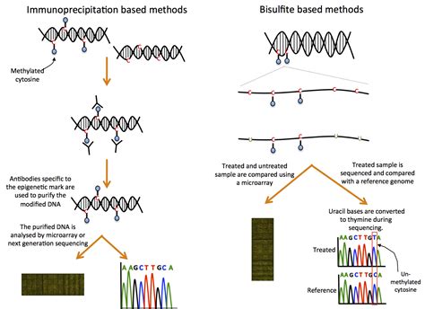 Epigenetic modifications | Functional genomics II