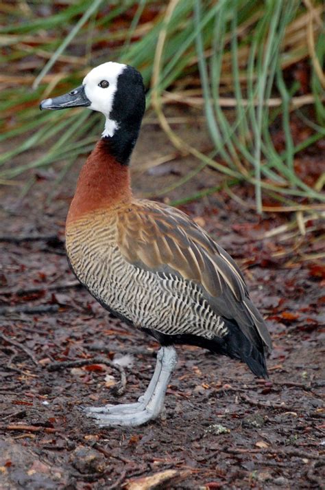 White-faced Whistling Duck – Tilgate Nature Centre