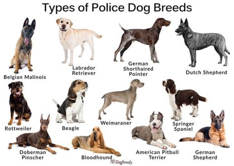 What Breeds Of Dogs Are Used For Police