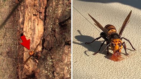 Murder Hornet Queens Captured After Scientists Return to Finish Job