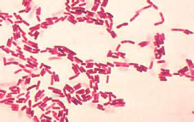 Gram Staining Rules