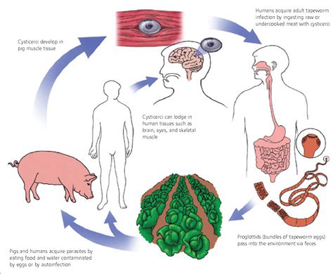 Cysticercosis Life Cycle