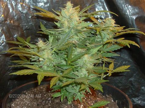 7 Advantages to Autoflowering Seeds