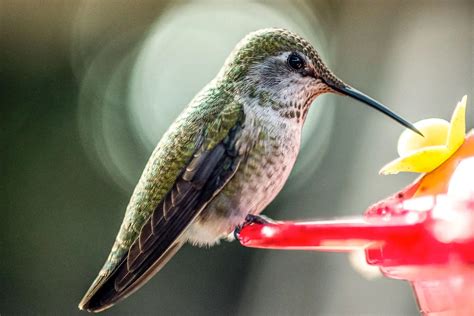 How to Make a Hummingbird Feeder Recipe That Mimics the Natural Nectar of Flowers ...