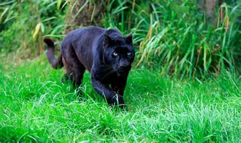 ‘Big cat’ sighting: ‘Panther-like’ animal attacks man in Cornwall | UK ...