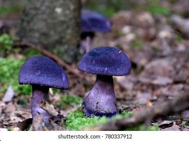 9,953 Purple Mushrooms Stock Photos, Images & Photography | Shutterstock