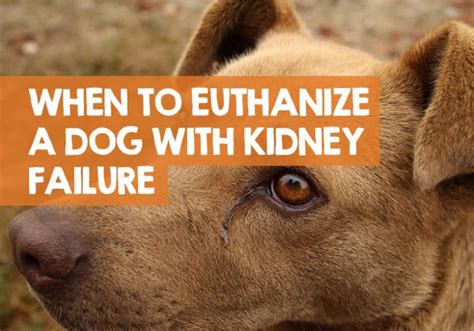 When to Euthanize a Dog with Kidney Failure / Disease (Right Time)