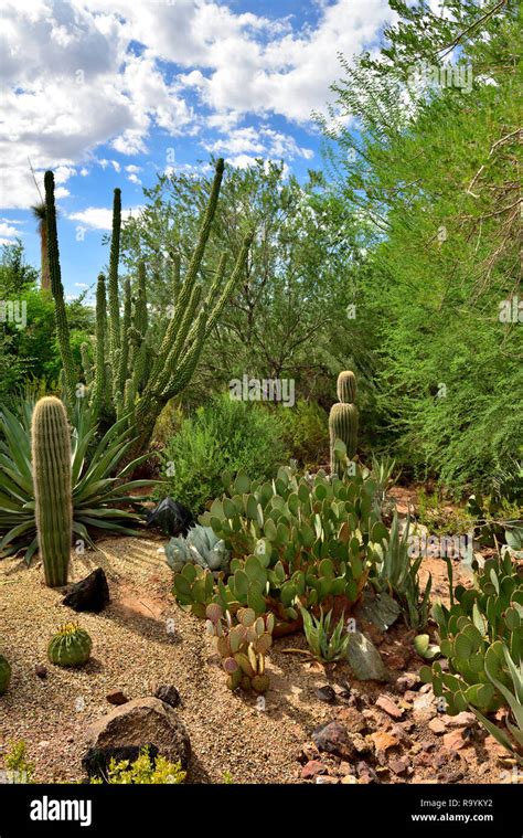 Cacti and succulents growing in display setting at Desert Botanical ...