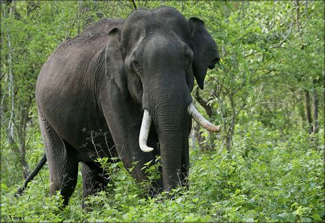 Tusker | A huge Tusker that we saw in Kabini Backwaters. | Vinay ...